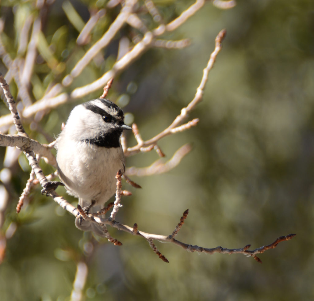 Bird in Mt Charleston, NV