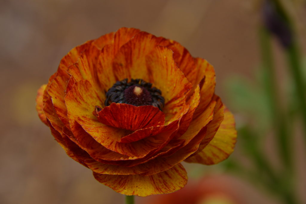 Orange Flower at Carlsbad Flower Field, Carlsbad, CA