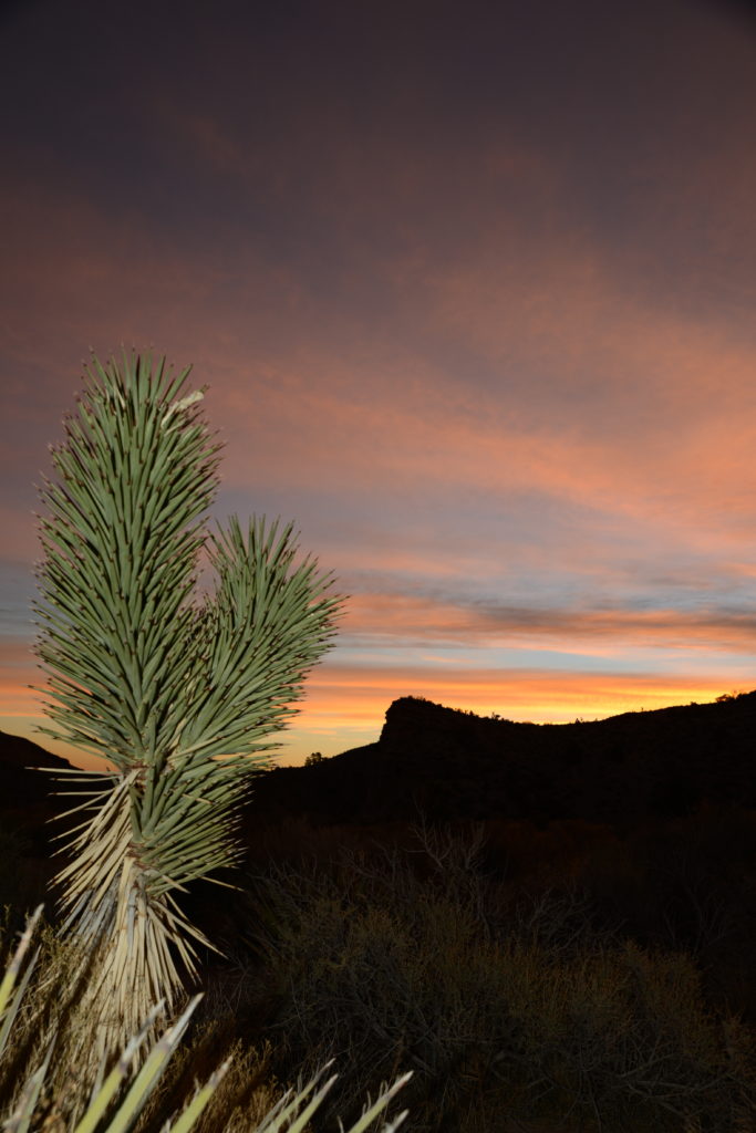 Joshua Tree against Sunset Sky in Nevada