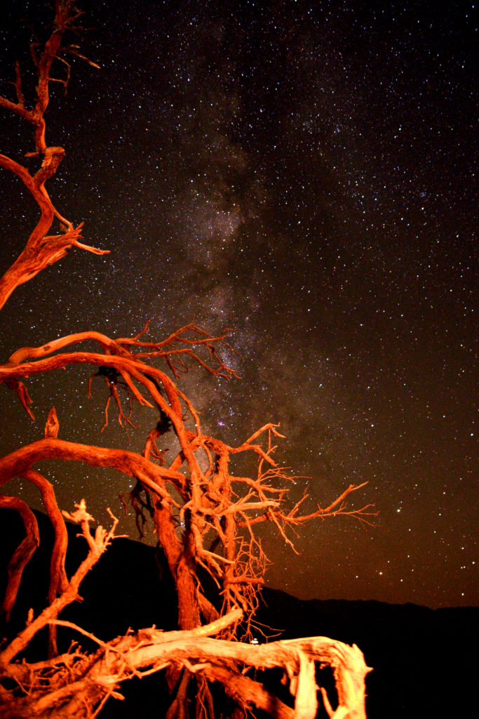 Death Valley National Park, CA - Old Mesquite Tree MilkyWay