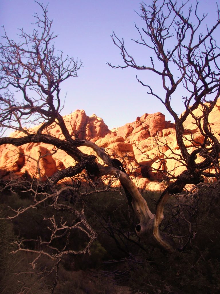 Old tree in Red Rock Canyon State Park, Loop trail
